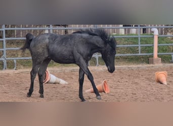 Caballo cuarto de milla, Yegua, 2 años, 153 cm, Ruano azulado