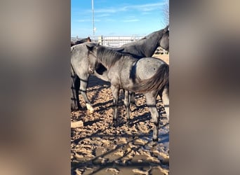 Caballo cuarto de milla, Yegua, 2 años, 153 cm, Ruano azulado