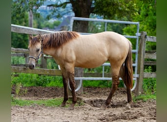 Caballo cuarto de milla, Yegua, 2 años, 154 cm, Buckskin/Bayo