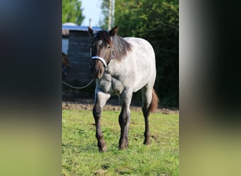 Caballo cuarto de milla, Yegua, 2 años, 154 cm, Ruano azulado