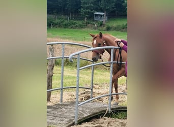 Caballo cuarto de milla, Yegua, 2 años, 155 cm, Alazán