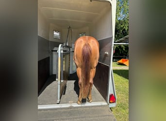 Caballo cuarto de milla, Yegua, 2 años, 155 cm, Alazán