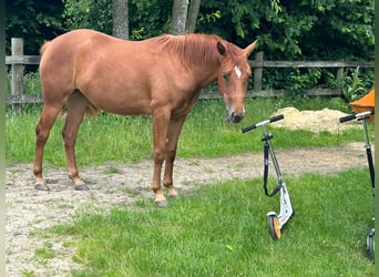 Caballo cuarto de milla, Yegua, 2 años, 155 cm, Alazán