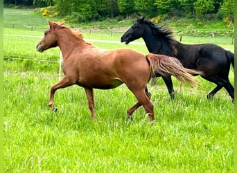 Caballo cuarto de milla, Yegua, 2 años, 155 cm, Alazán