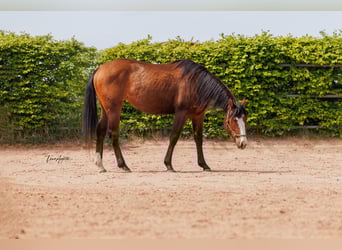 Caballo cuarto de milla, Yegua, 2 años, 155 cm, Castaño