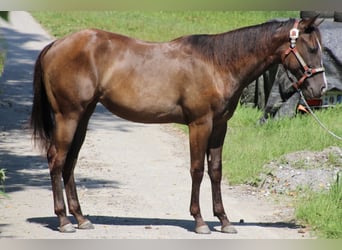 Caballo cuarto de milla, Yegua, 2 años, 155 cm, Castaño oscuro