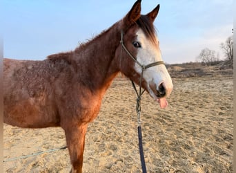 Caballo cuarto de milla, Yegua, 2 años, 155 cm, Castaño-ruano