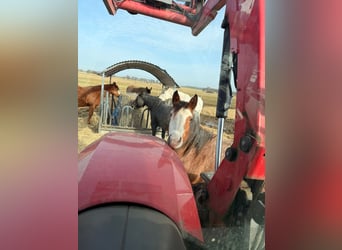 Caballo cuarto de milla, Yegua, 2 años, 155 cm, Castaño-ruano