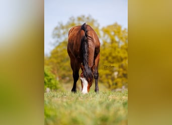 Caballo cuarto de milla, Yegua, 2 años, 155 cm