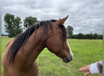 Caballo cuarto de milla, Yegua, 2 años, 155 cm