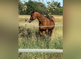 Caballo cuarto de milla, Yegua, 2 años, 155 cm