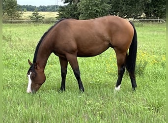Caballo cuarto de milla, Yegua, 2 años, 155 cm