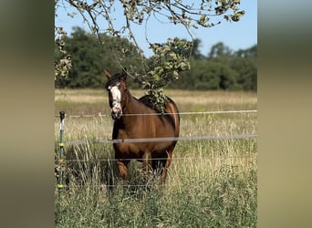 Caballo cuarto de milla, Yegua, 2 años, 155 cm