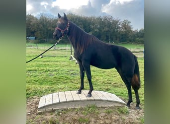 Caballo cuarto de milla, Yegua, 2 años, 155 cm, Negro