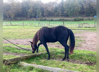 Caballo cuarto de milla, Yegua, 2 años, 155 cm, Negro