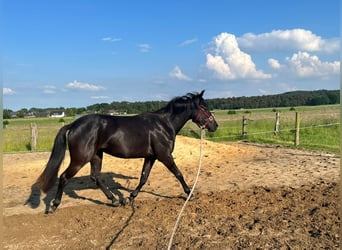 Caballo cuarto de milla, Yegua, 2 años, 155 cm, Negro