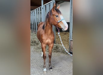 Caballo cuarto de milla, Yegua, 2 años, 156 cm, Castaño