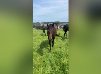 Caballo cuarto de milla, Yegua, 2 años, 158 cm, Castaño oscuro