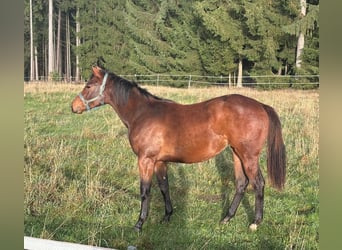 Caballo cuarto de milla, Yegua, 2 años, 158 cm, Castaño