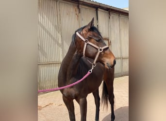 Caballo cuarto de milla, Yegua, 2 años, 158 cm, Castaño