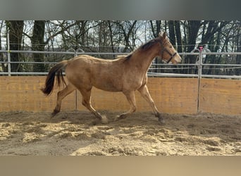 Caballo cuarto de milla Mestizo, Yegua, 2 años, 158 cm, Champán