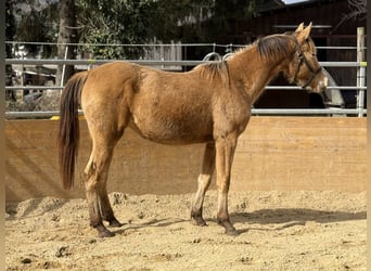 Caballo cuarto de milla Mestizo, Yegua, 2 años, 158 cm, Champán