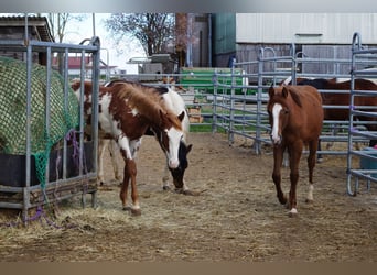 Caballo cuarto de milla, Yegua, 2 años, 160 cm, Alazán