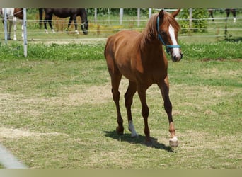 Caballo cuarto de milla, Yegua, 2 años, 160 cm, Alazán