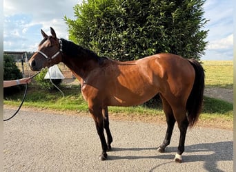 Caballo cuarto de milla, Yegua, 2 años, 160 cm, Castaño