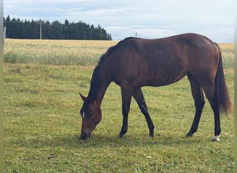 Caballo cuarto de milla, Yegua, 2 años, 160 cm, Castaño