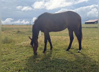 Caballo cuarto de milla, Yegua, 2 años, 160 cm, Castaño
