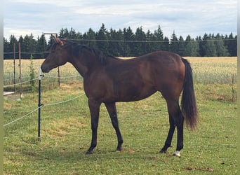 Caballo cuarto de milla, Yegua, 2 años, 160 cm, Castaño