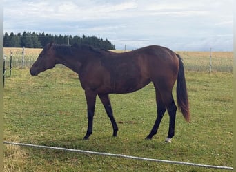 Caballo cuarto de milla, Yegua, 2 años, 160 cm, Castaño