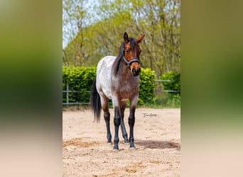 Caballo cuarto de milla, Yegua, 2 años, 160 cm, Castaño-ruano