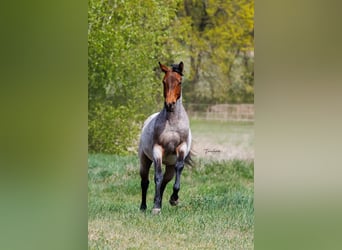 Caballo cuarto de milla, Yegua, 2 años, 160 cm, Castaño-ruano