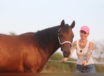 Caballo cuarto de milla, Yegua, 2 años, 160 cm, Castaño