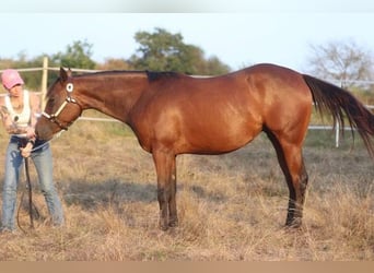 Caballo cuarto de milla, Yegua, 2 años, 160 cm, Castaño