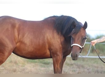 Caballo cuarto de milla, Yegua, 2 años, 160 cm, Castaño