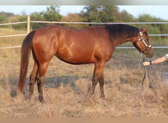 Caballo cuarto de milla, Yegua, 2 años, 160 cm, Castaño