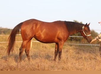 Caballo cuarto de milla, Yegua, 2 años, 160 cm, Castaño