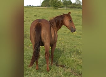 Caballo cuarto de milla, Yegua, 2 años, Alazán