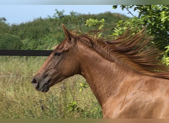 Caballo cuarto de milla, Yegua, 2 años, Alazán