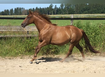 Caballo cuarto de milla, Yegua, 2 años, Alazán