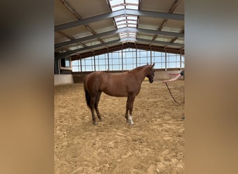 Caballo cuarto de milla, Yegua, 2 años, Alazán