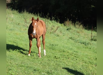 Caballo cuarto de milla, Yegua, 2 años, Alazán