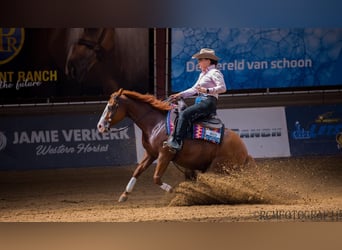 Caballo cuarto de milla, Yegua, 2 años, Alazán
