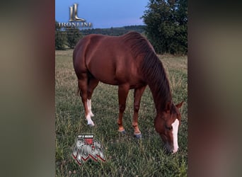 Caballo cuarto de milla, Yegua, 2 años, Alazán