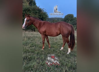 Caballo cuarto de milla, Yegua, 2 años, Alazán