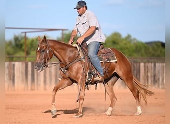 Caballo cuarto de milla, Yegua, 2 años, Alazán rojizo