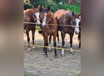 Caballo cuarto de milla, Yegua, 2 años, Alazán-tostado